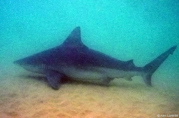 Carcharhinus plumbeus