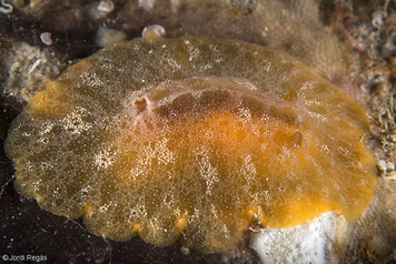 Carminodoris boucheti