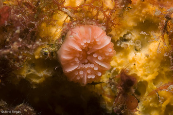 Caryophyllia inornata