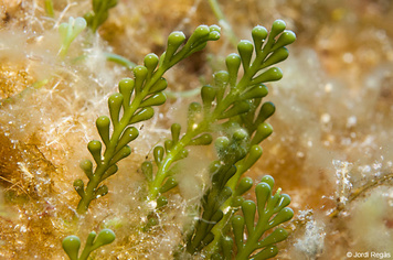 Caulerpa cylindracea