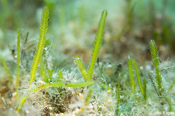 Caulerpa taxifolia