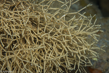 Cellaria sp