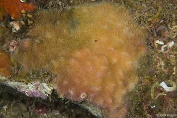 Cellepora pumicosa