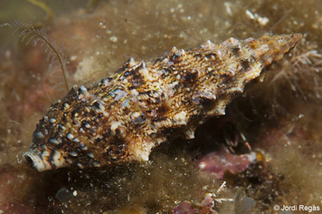 Cerithium vulgatum