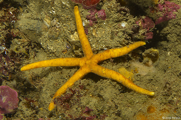 Chaetaster longipes