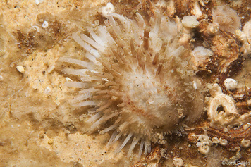 Chama gryphoides
