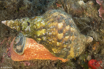 Charonia lampas