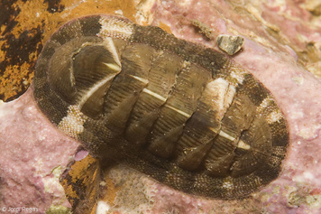 Chiton olivaceus