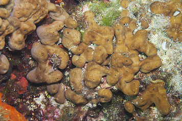 Chondrilla nucula
