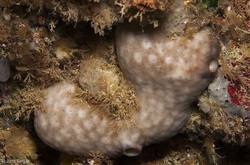 Chondrosia reniformis