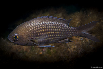 Chromis chromis