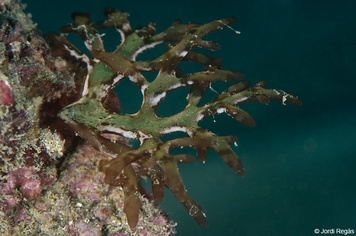 Chrysymenia ventricosa