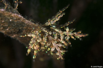 Chylocladia verticillata