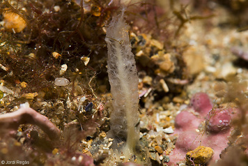 Ciocalypta penicillus