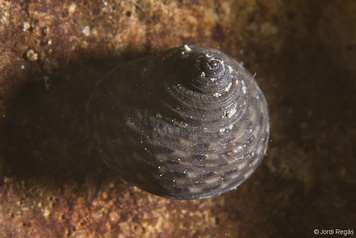 Clanculus jussieui