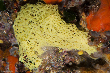 Clathrina clathrus