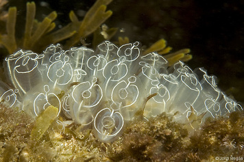 Clavelina lepadiformis