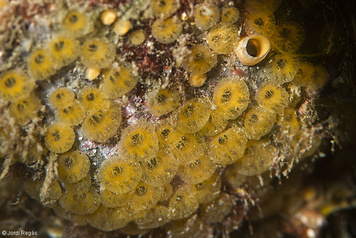 Cliona celata