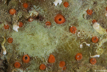 Cliona rhodensis
