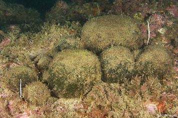 Codium bursa