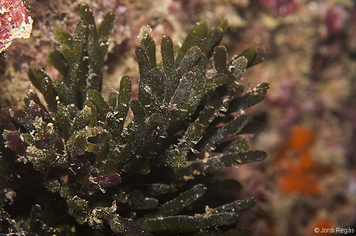 Codium fragile