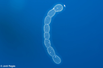 Collozoum cf inerme