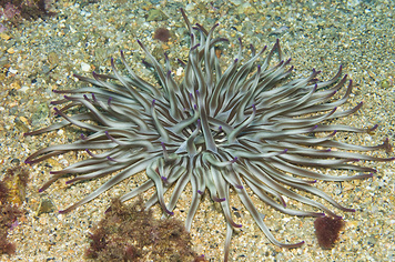 Condylactis aurantiaca