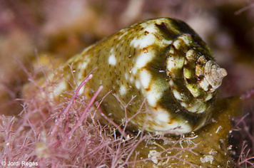 Conus ventricosus