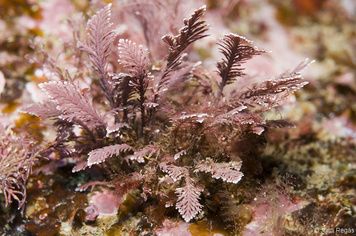 Ellisolandia elongata