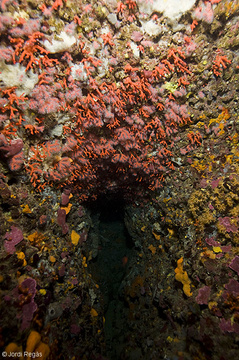 El coral crece preferentmente en los techos de las cuevas