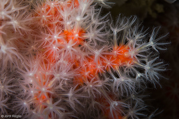 Corallium rubrum