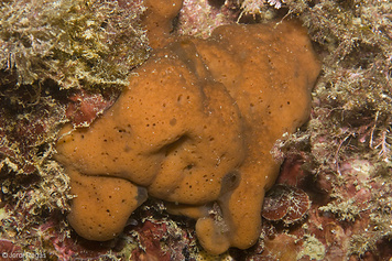 Corticium candelabrum