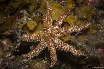 Coscinasterias tenuispina