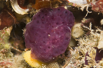 Cystodytes dellechiajei