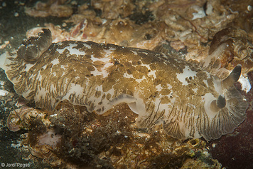 Dendrodoris grandiflora