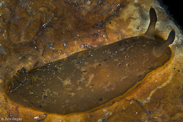 Dendrodoris limbata