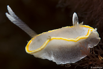 Diaphorodoris alba