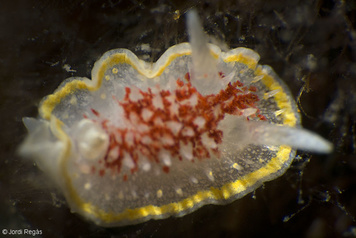 Diaphorodoris luteocincta