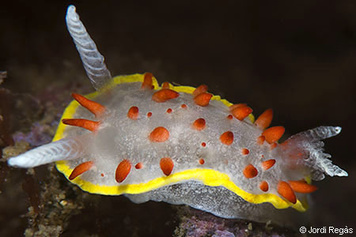 Diaphorodoris papillata