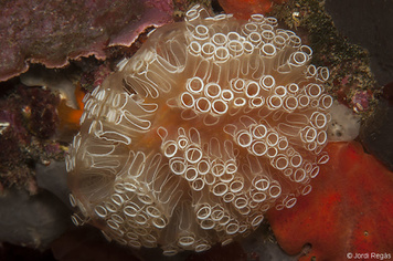 Diazona sp