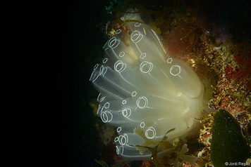 Diazona violacea