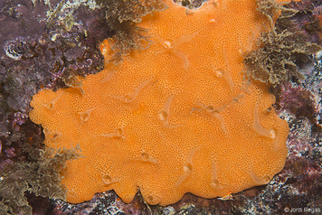 Didemnum fulgens