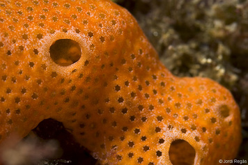 Didemnum coccineum