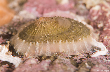 Diodora gibberula