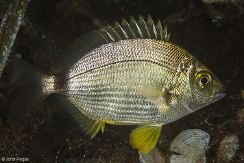 Diplodus annularis