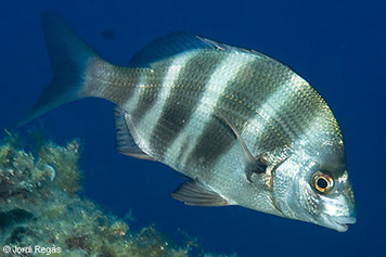 Diplodus cervinus cervinus