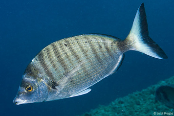 Diplodus puntazzo