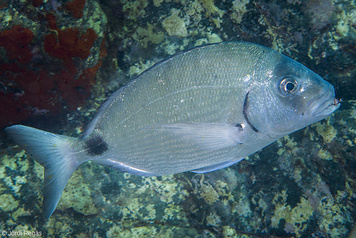 Diplodus sargus sargus