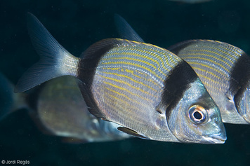 Diplodus vulgaris