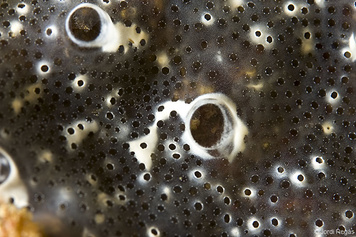 Diplosoma spongiforme
